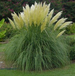 Pampas grass