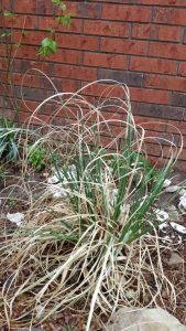 Personal pampas grass