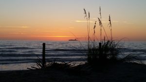 Sea oats near sunrise